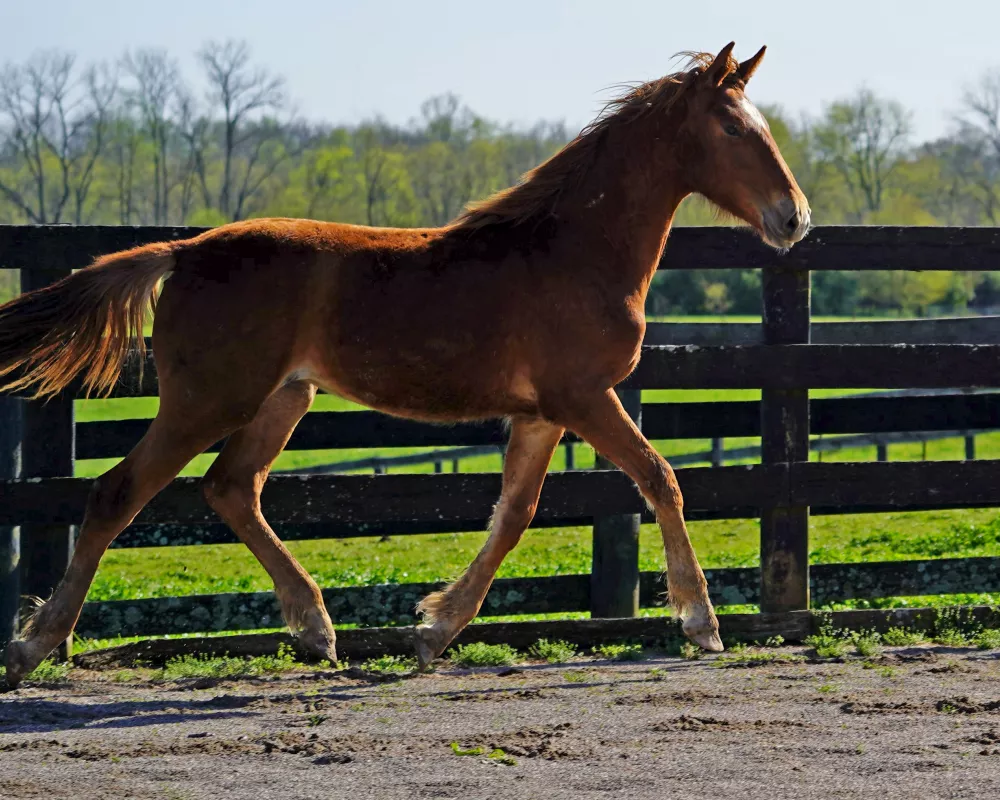 Cerulean Frankly Scarlett, Purebred ID Filly, 2023