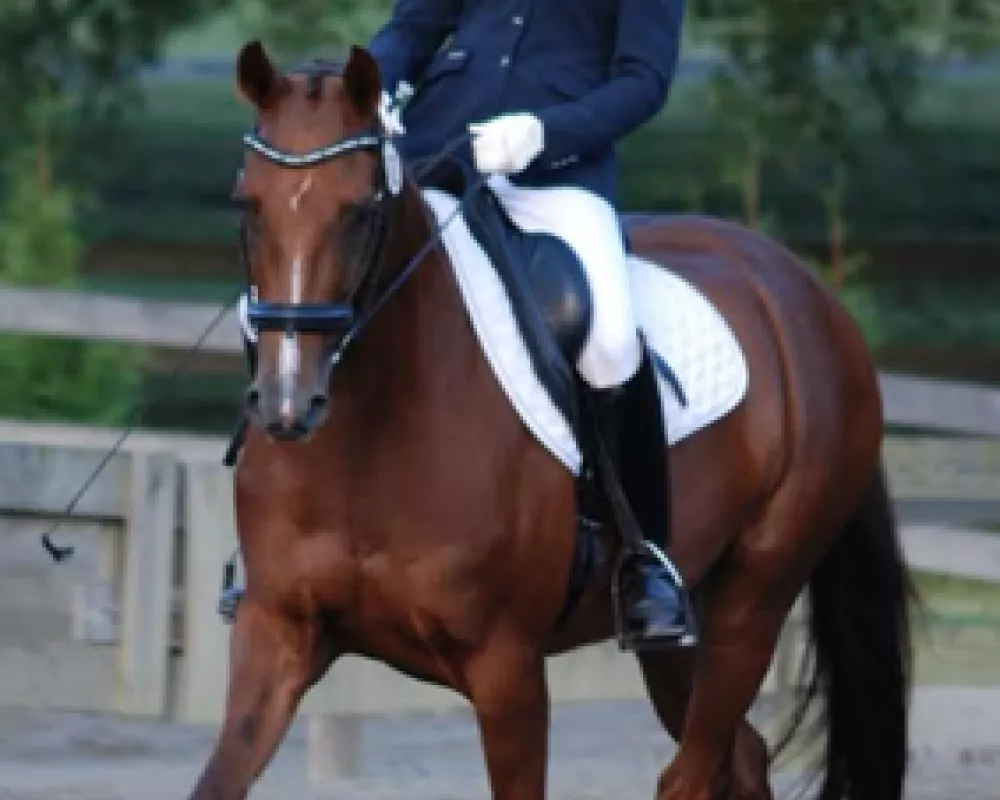 Licensed Dressage Show Sept 2023