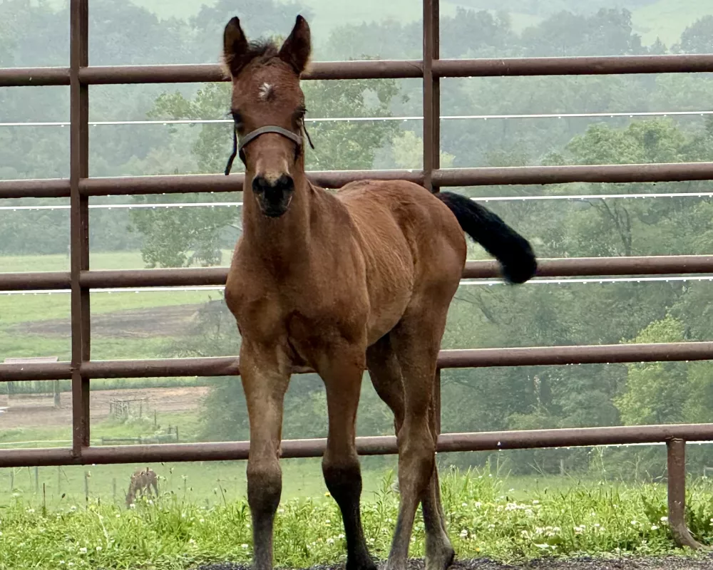 Remington at 8 days old