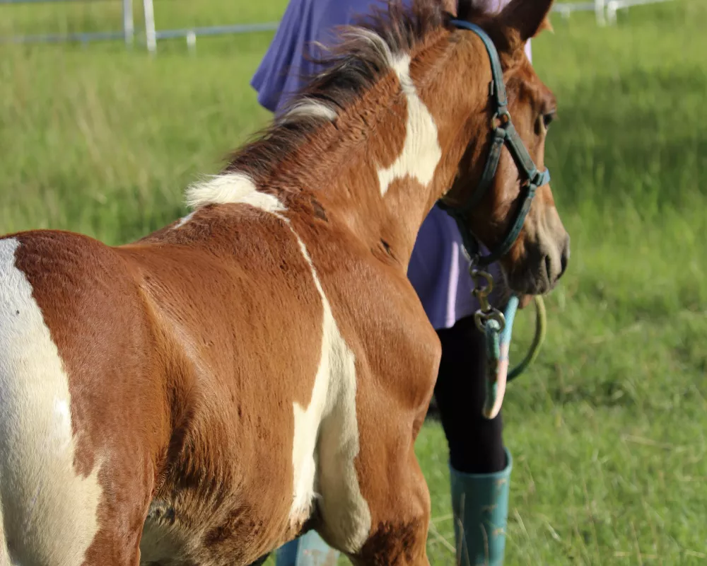 Pinto Dutch Warmblood colt leading