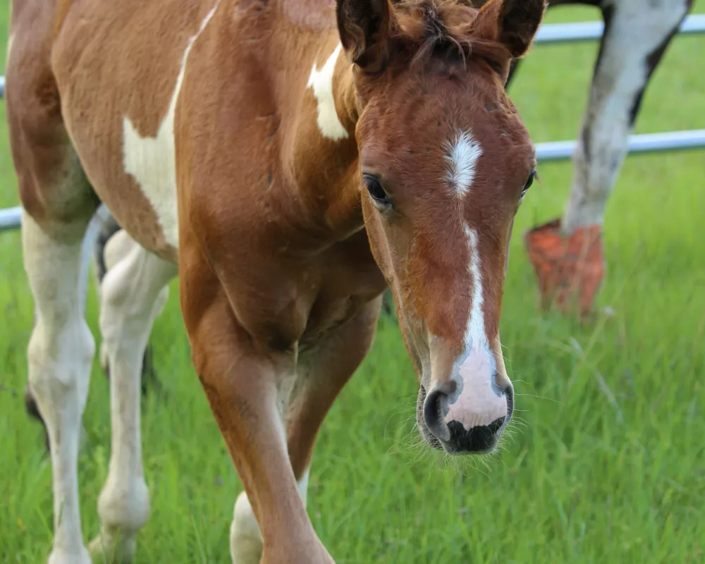 Lovely Pinto Dutch Warmblood colt