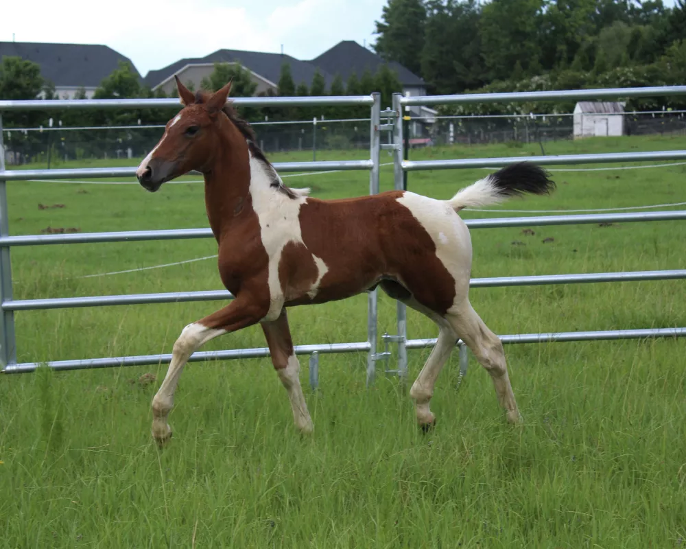 Pinto Dutch Warmblood colt trotting left