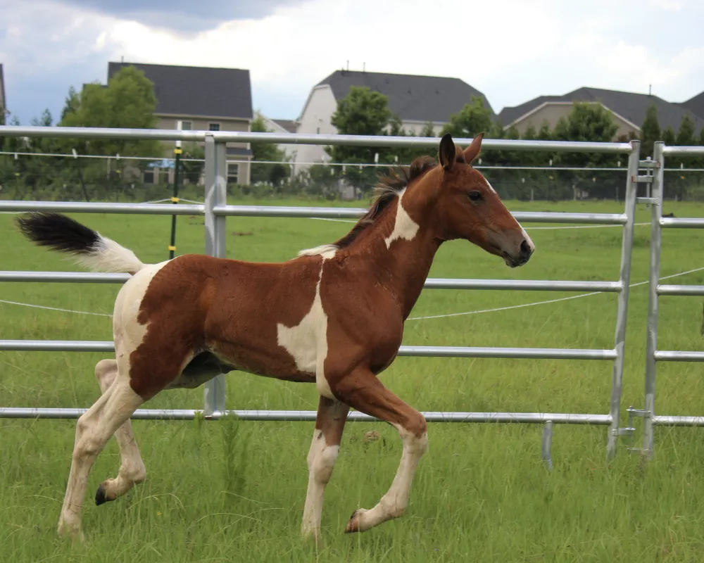 Pinto Dutch Warmblood colt trotting right