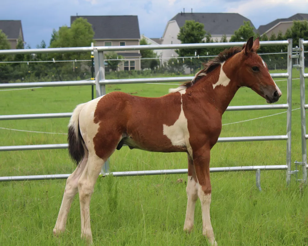 Pinto Dutch Warmblood colt at halt