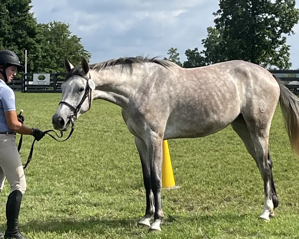 First place at Future Event Horse showcase Aiken, SC 5/15/24