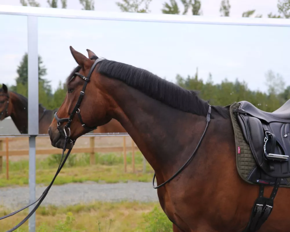 Hunter Gelding for Sale