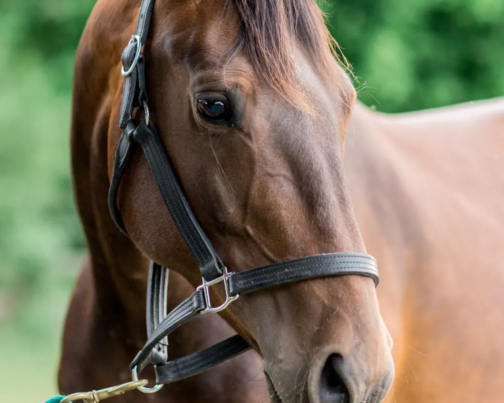 Dam EEF Landelina (Landkönig X Elito)