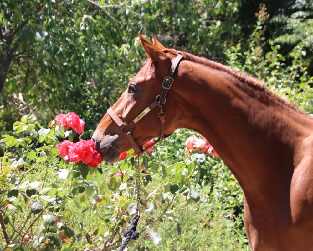 Madoro head 