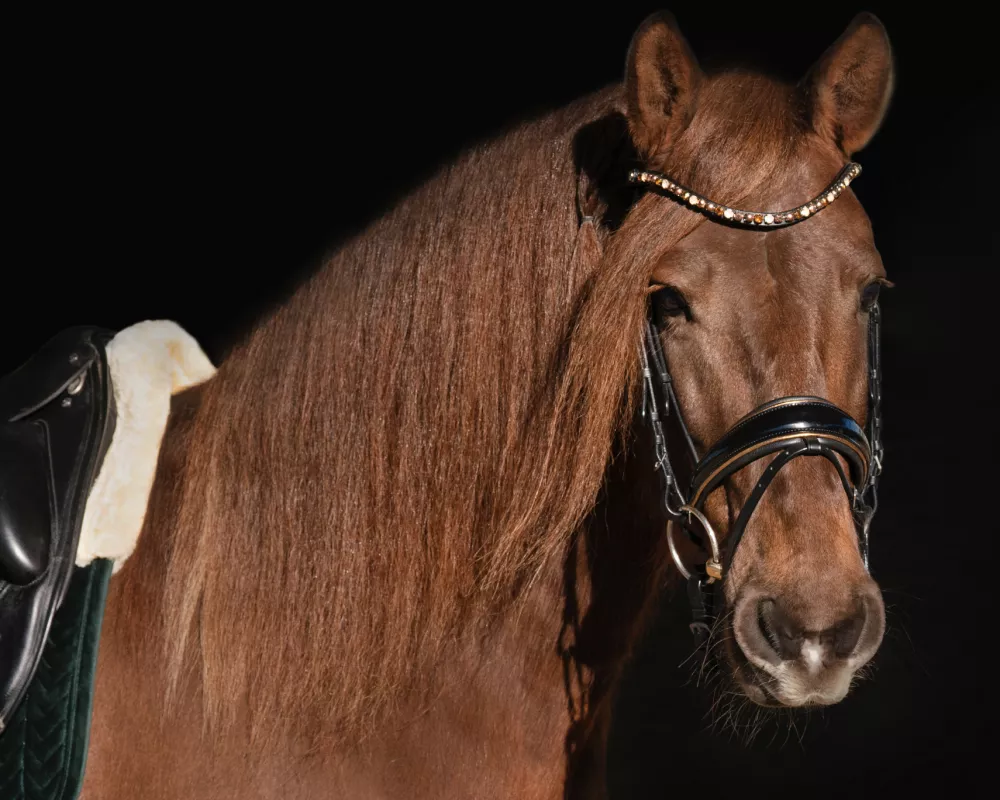 Portrait of a liver chestnut horse with a long mane and delicate face, wearing gold and black patent leather dressage bridle, saddle, and green velvet saddle pad.