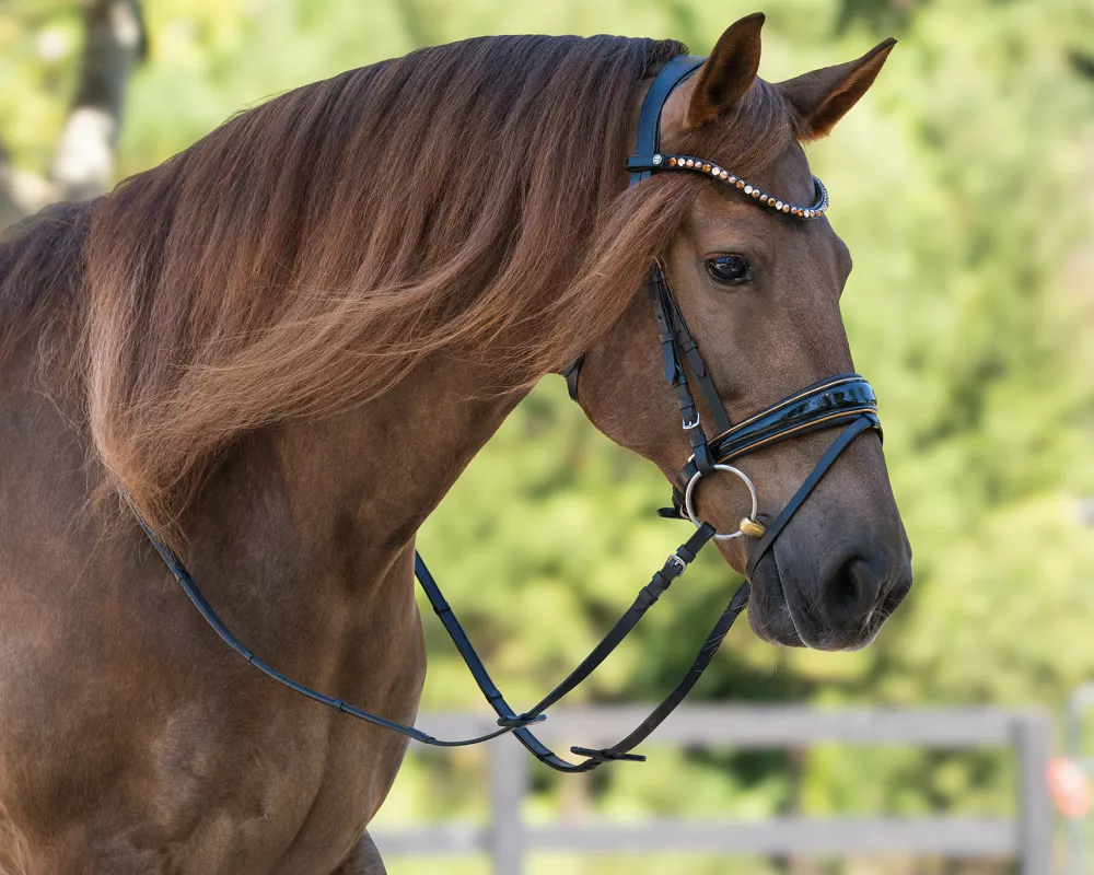 Portrait of a liver chestnut horse with a long mane and soft eye, wearing gold and black patent leather dressage bridle against a forest background