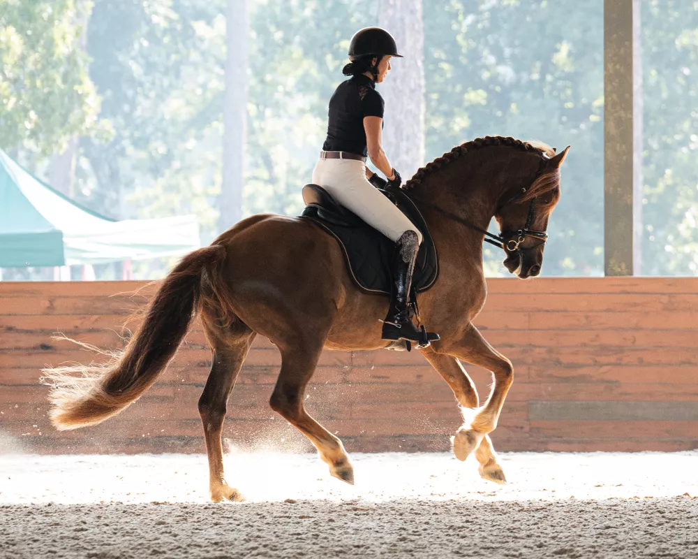 Portrait of a liver chestnut horse and rider in show attire, cantering in an indoor dressage arena