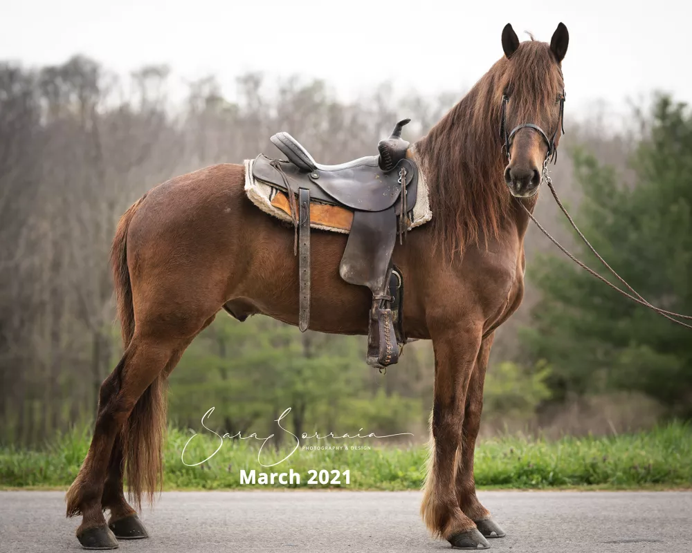 Right conformation(ish) photo of a liver chestnut horse wearing a western saddle and bridle