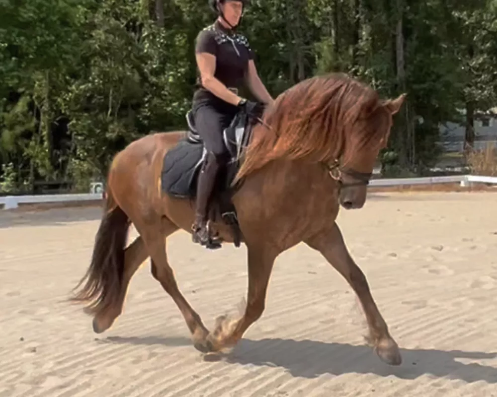 Portrait of a liver chestnut horse with long mane and feathered feet, trotting in an outdoor dressage arena