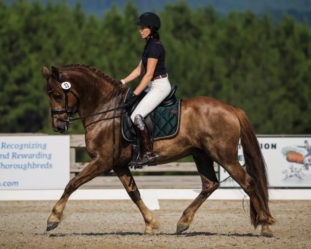 Portrait of a liver chestnut horse and rider in show attire, trotting in an outdoor dressage arena