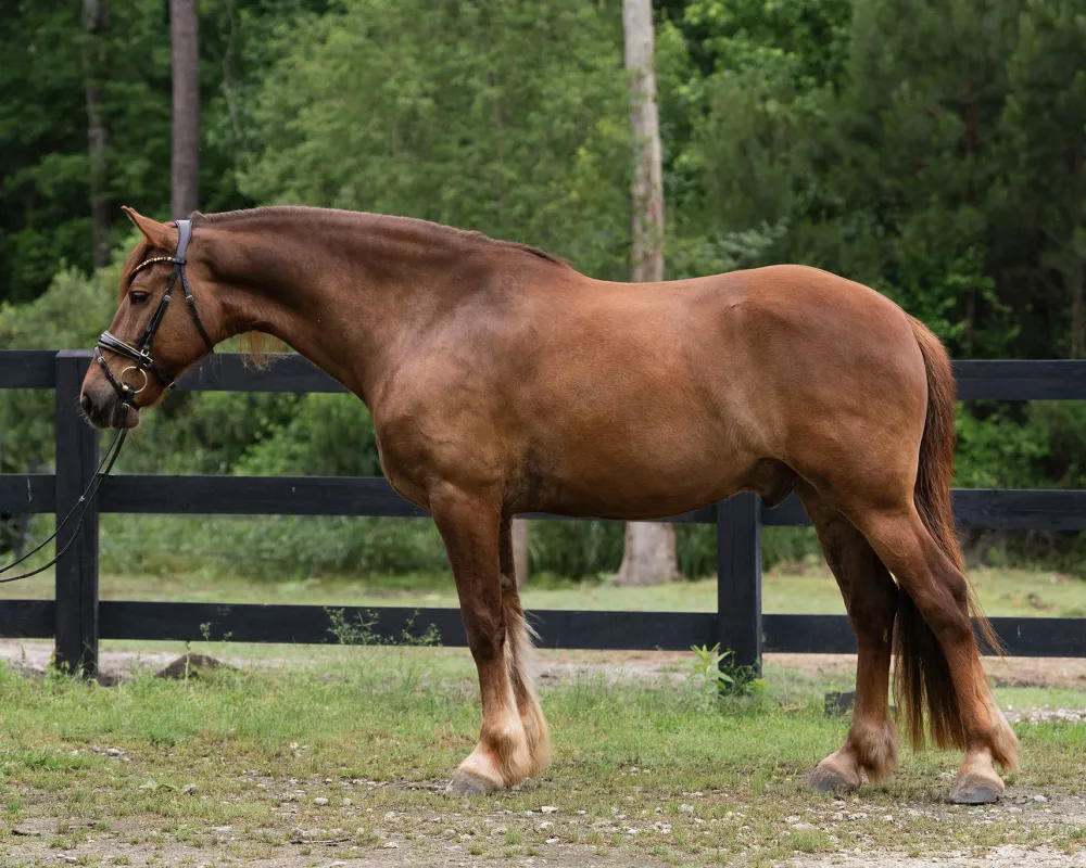 Left conformation photo of a liver chestnut horse standing against a fence