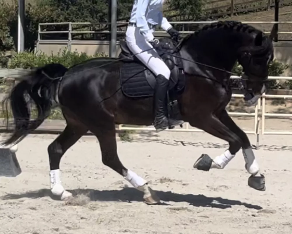 Canter under saddle