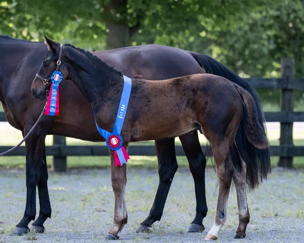 Awarded Elite Foal and Foal Champion at his GOV Inspection at Rideauwood Farm, Merrickville,  ON