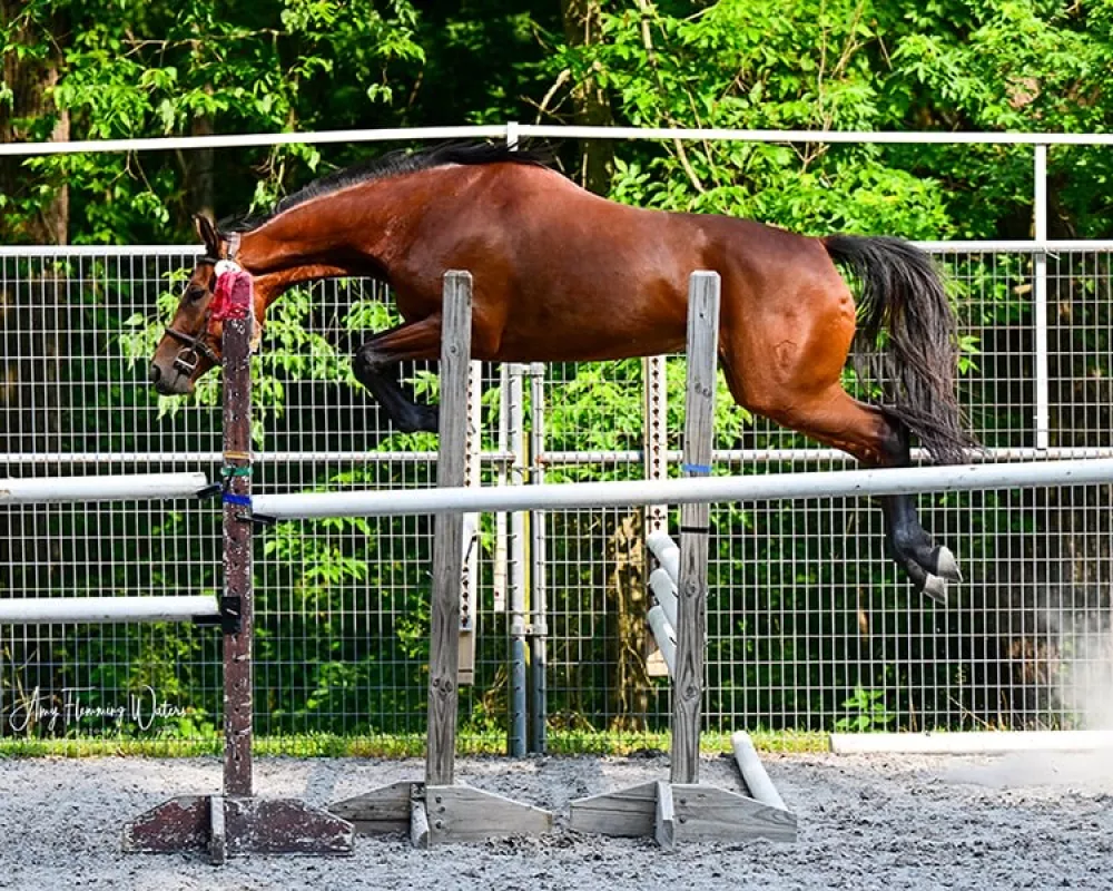 Dawn free jumping