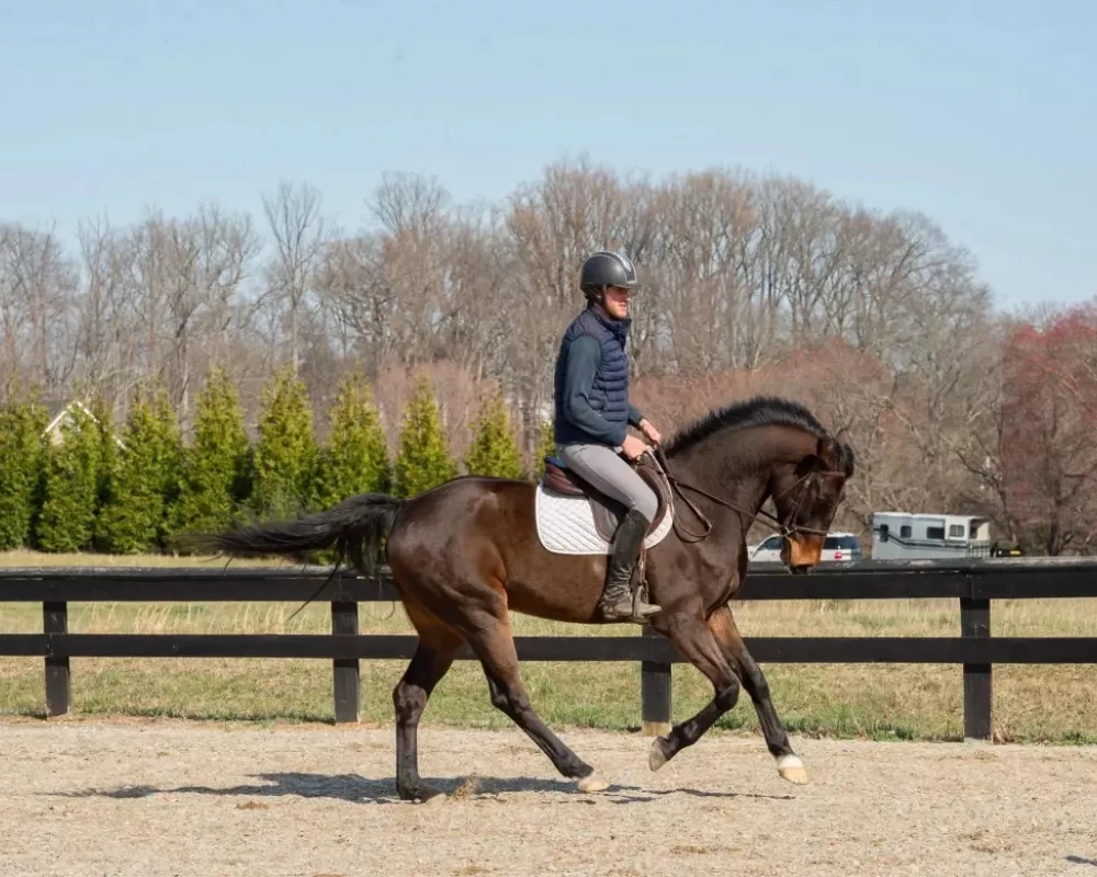 Balou doing flatwork