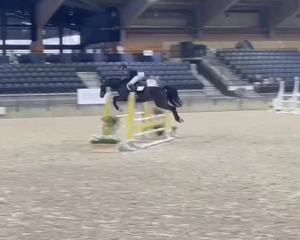 Balou showjumping 