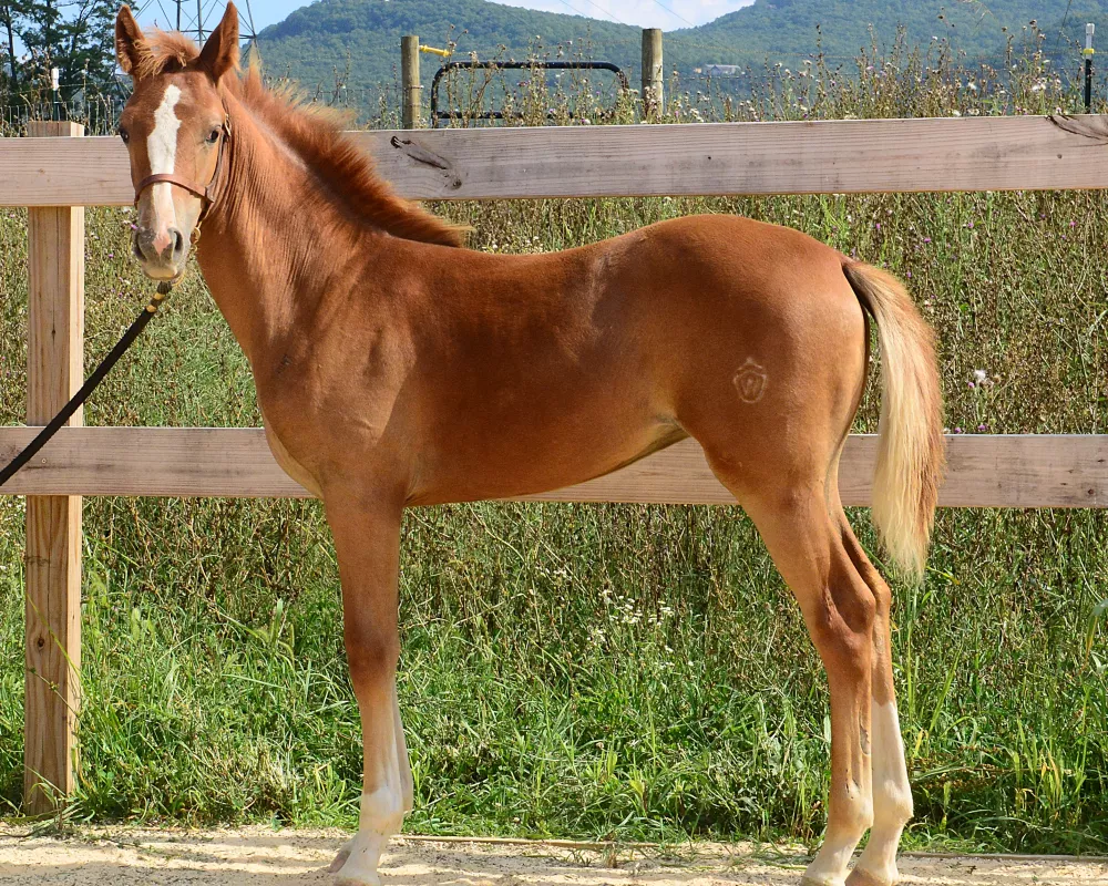 Sadie conformation 1