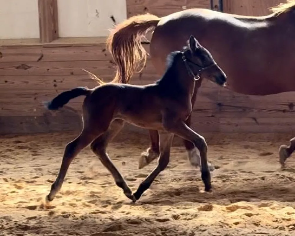 Remington at 10 days old