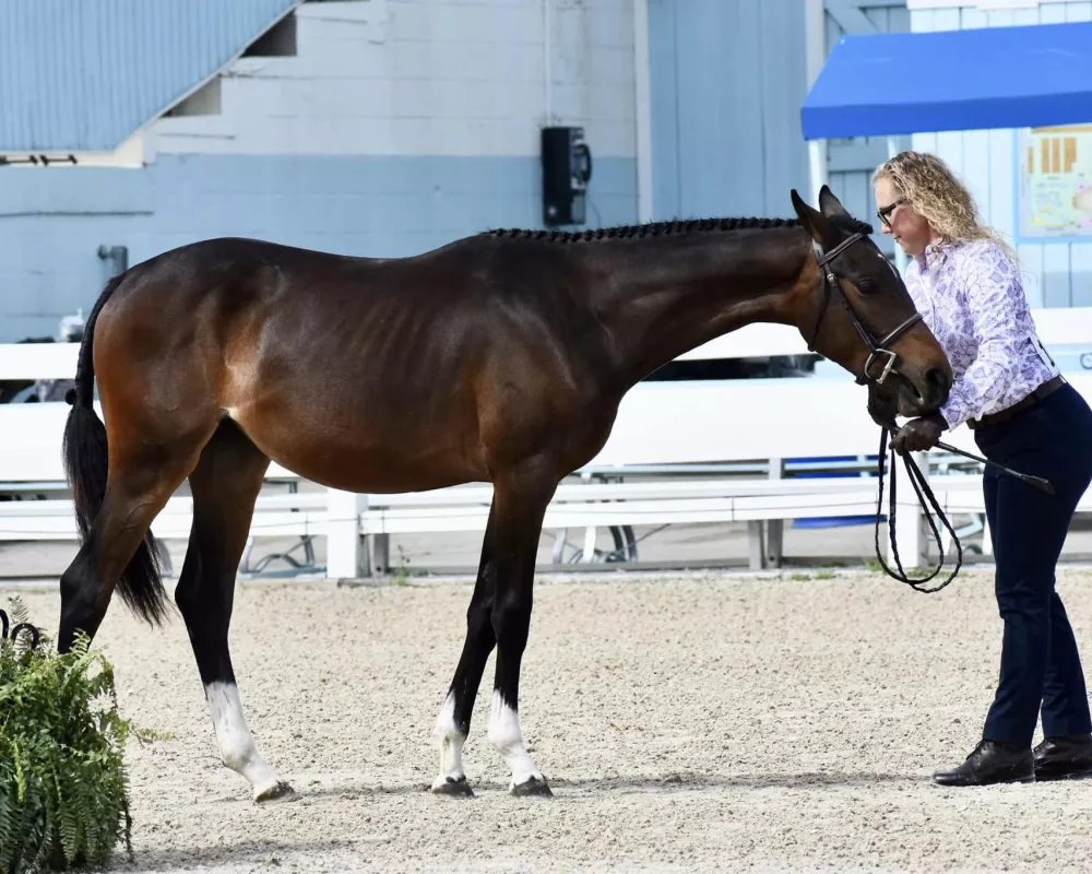 Wendy showing at the Devon Horse Show 2024