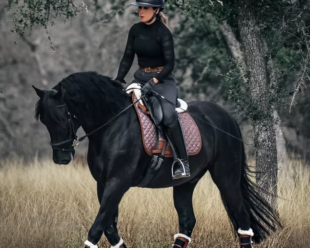 Novello black ANCCE registered Andalusian