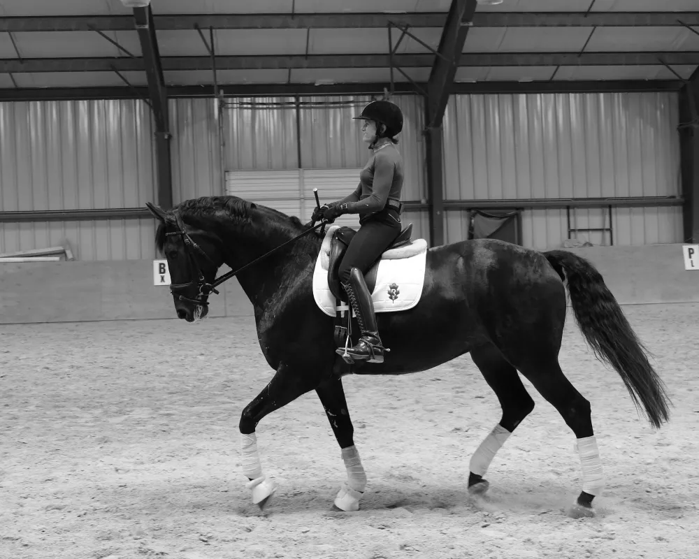 3rd level dressage mare collected trot