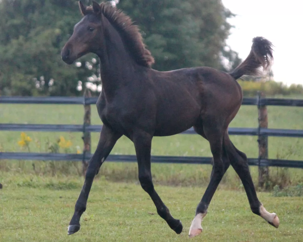 Trot at 4 months old