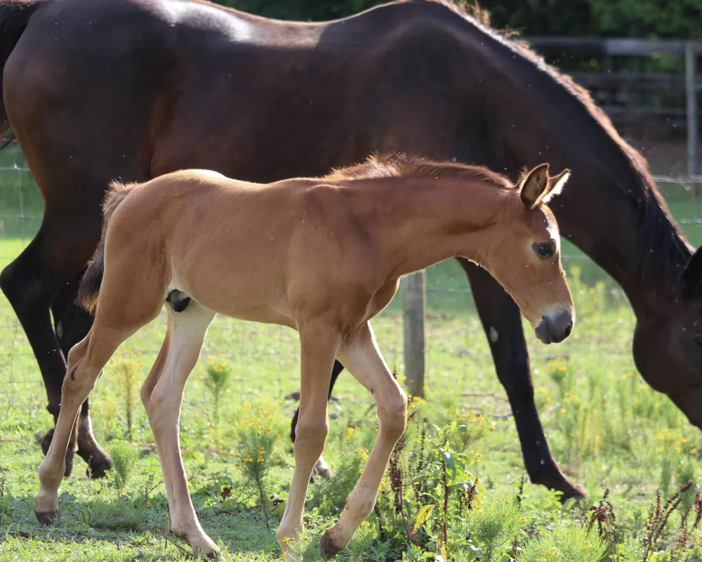 Carmella and 3 month old colt