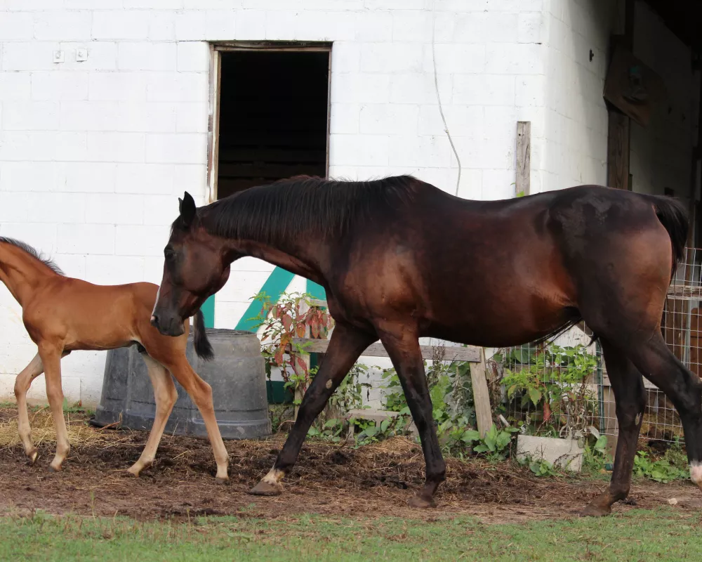 Carmella & 2024 colt