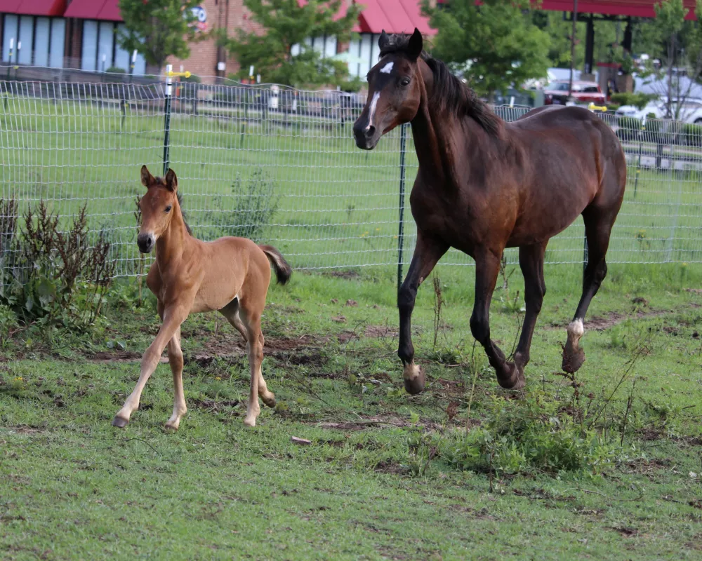 Carmella & colt cantering