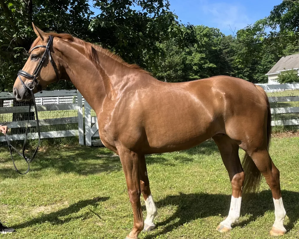 5 yr old, oldenburg gelding 16.2 