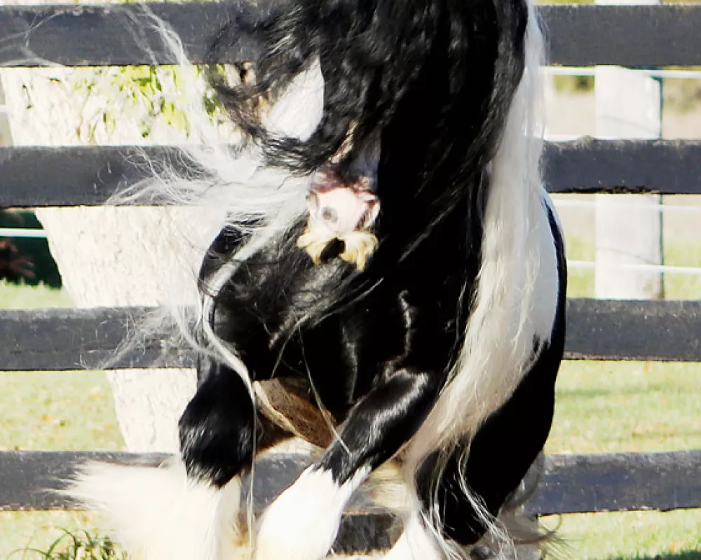 Lazarus 15.2+H Purebred Gypsy Stallion