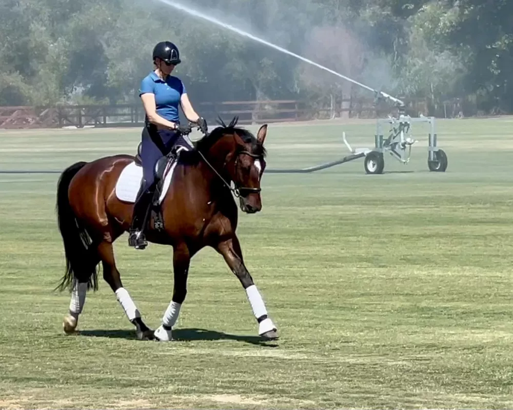 Noah trotting on polo field