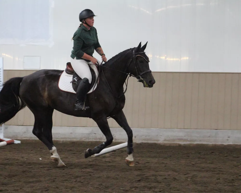 Pearl EF 4 year old mare