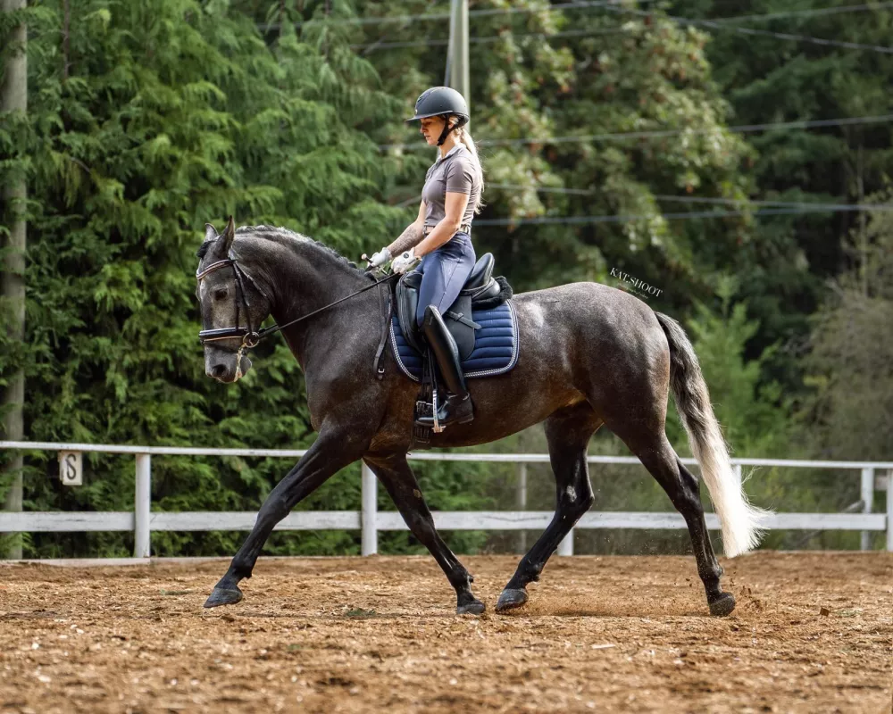 Poeta under saddle