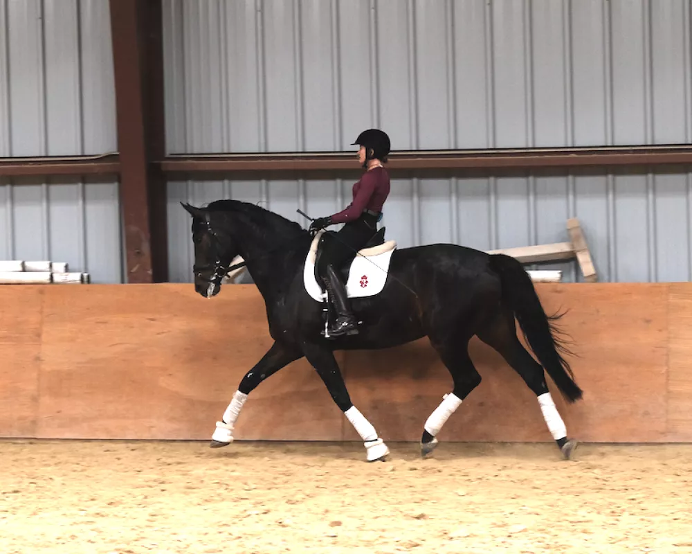 3rd level dressage mare for sale