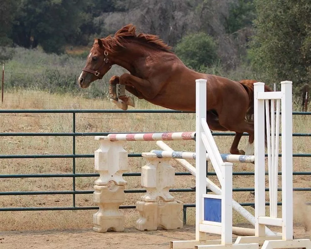 Grandsire Blue Dreamin Catadude