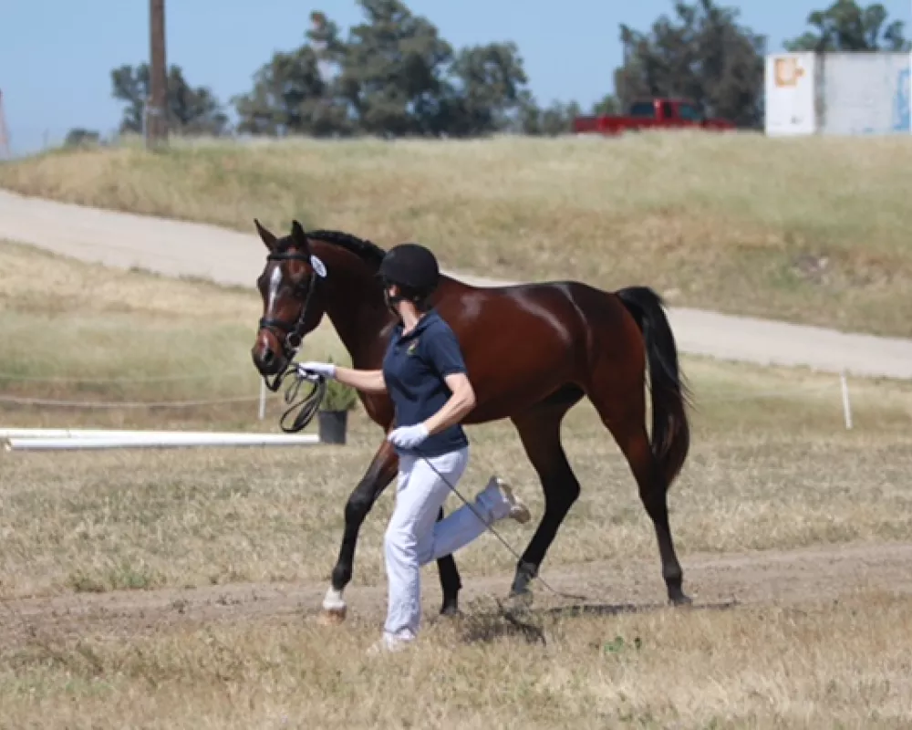 Sire Blue Dreamin CMeFly