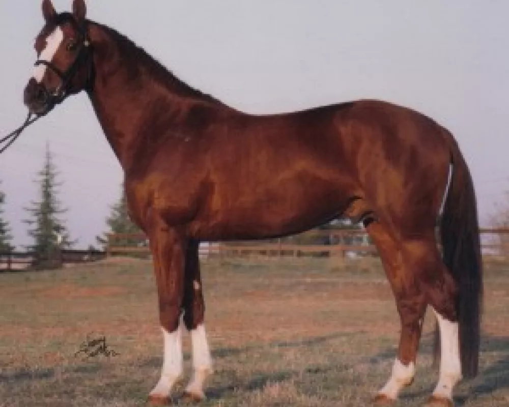 Dams sire