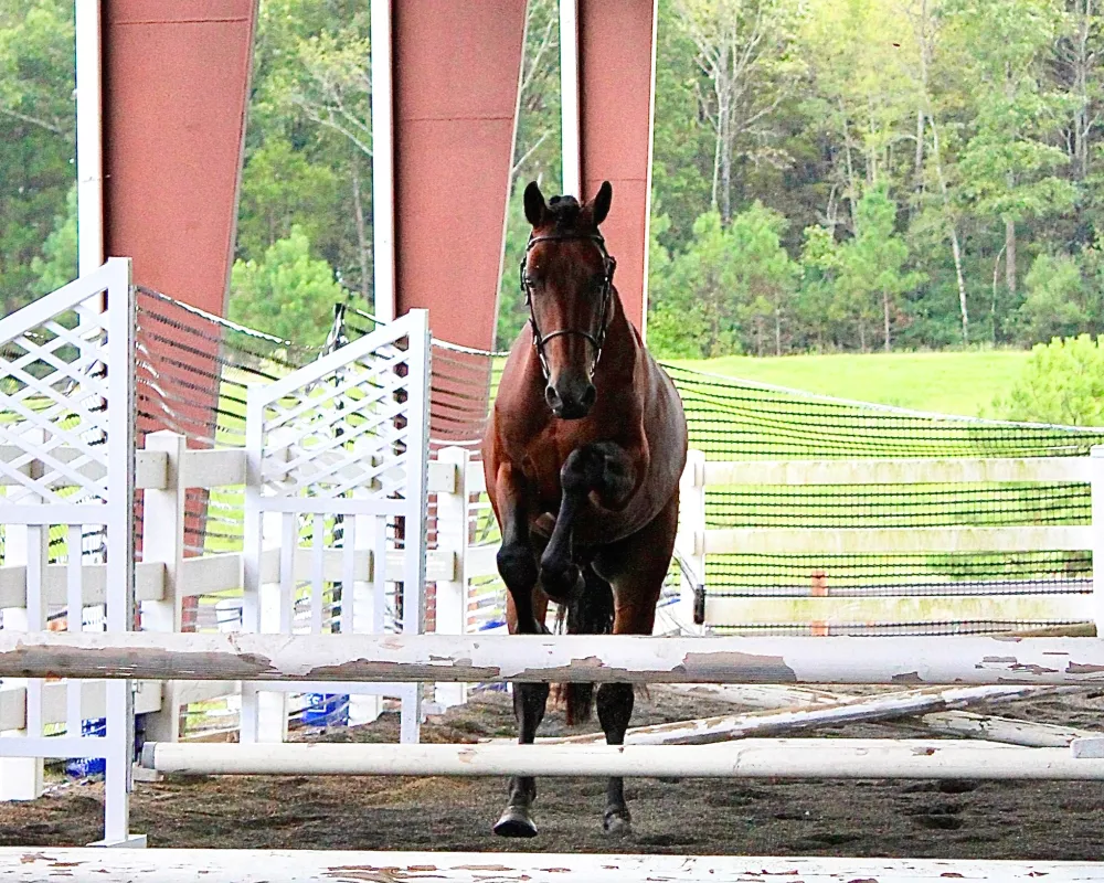 Chacco .90m jumper class