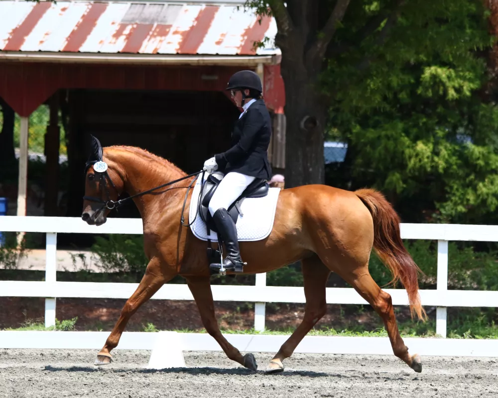 Liberty Belle LHF at Raleigh Summer Dressage 2024