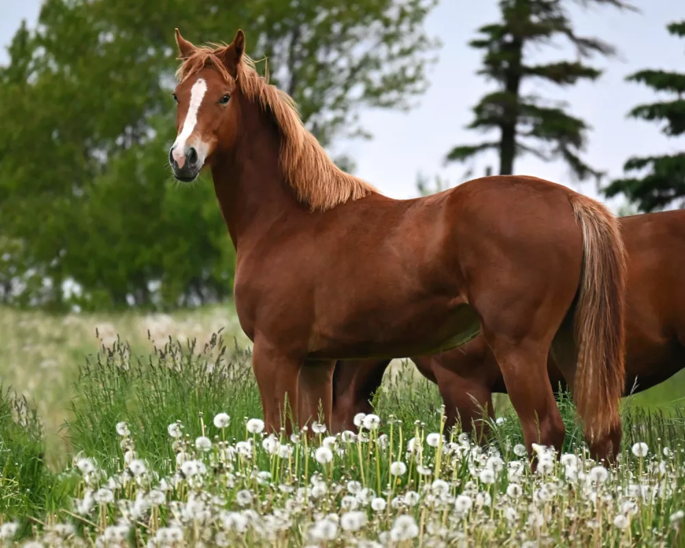 Vixen as yearling