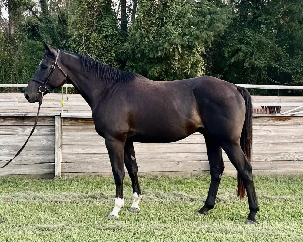 Caesar is a tall, handsome, dark bay Rheinlander gelding. Conformation shot.