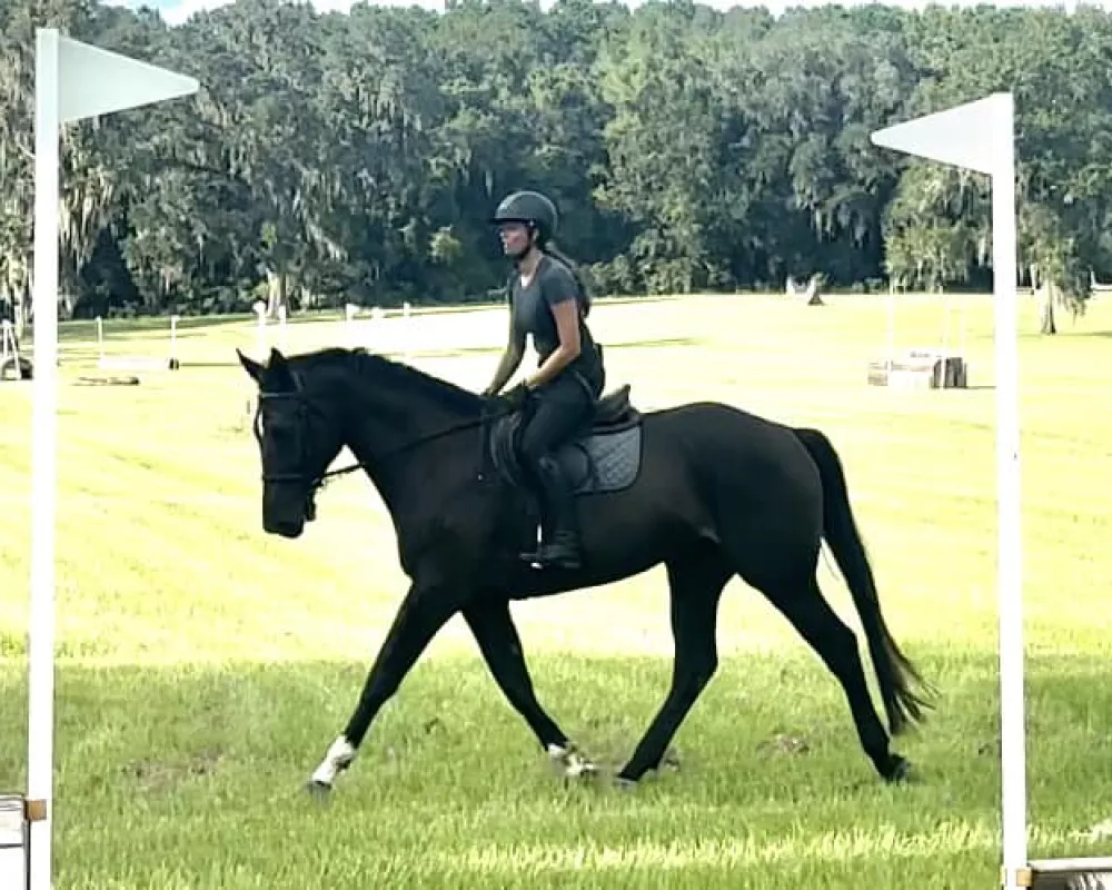 Caesar working on the flat showing his lovely, balanced trot.