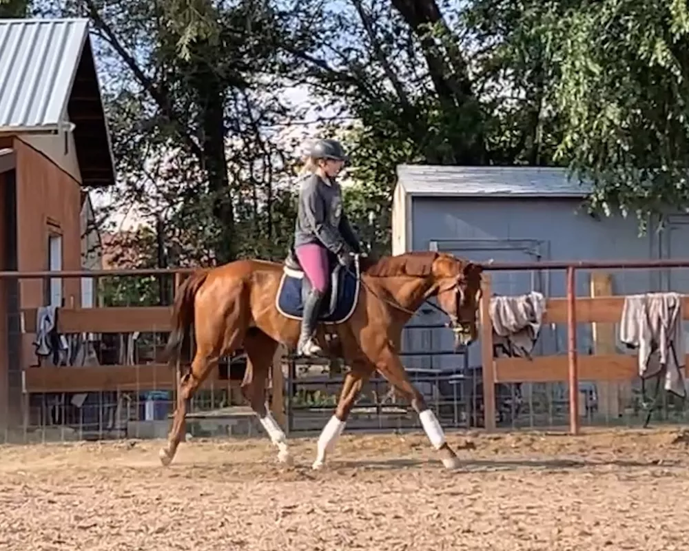 Jett trotting