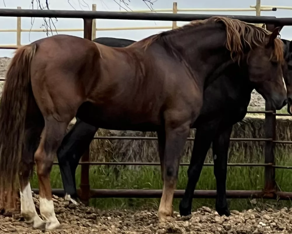 Sire:  Blackshires Brohdi