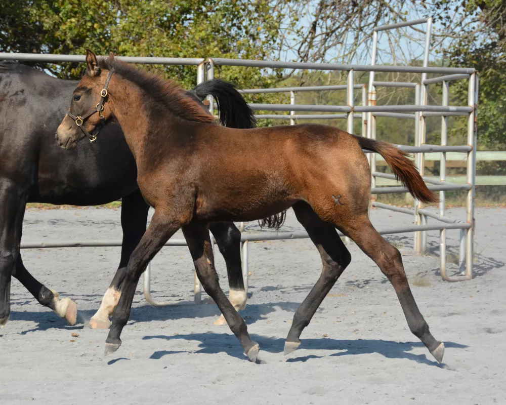 Uphill Trot with suspension